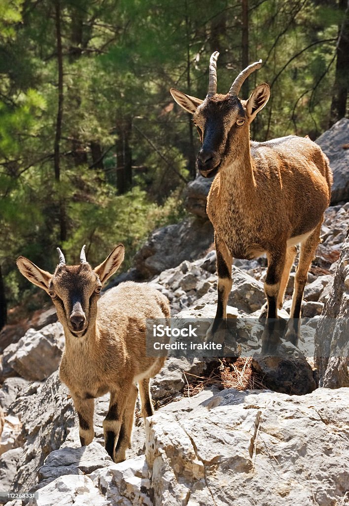 Wild goats kri-kri in Samaria Gorge  Samaria Gorge Stock Photo