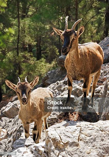 Wild Goats Krikri In Samaria Gorge Stock Photo - Download Image Now - Samaria Gorge, Goat, Adventure