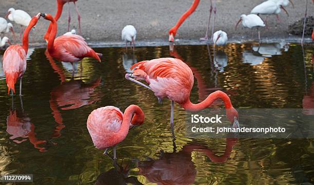 Flamingo Grande Phoenicoperus Ruber - Fotografias de stock e mais imagens de Animal - Animal, Animal selvagem, Ao Ar Livre
