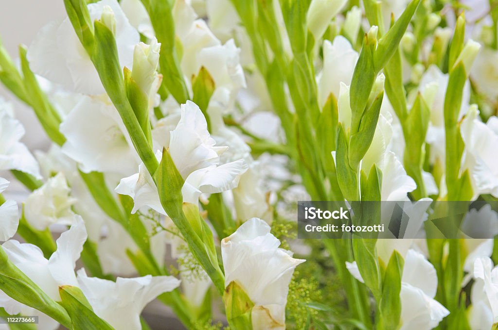 Białe kwiaty - Zbiór zdjęć royalty-free (Bez ludzi)