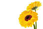 Two yellow flowers isolated on left side of picture