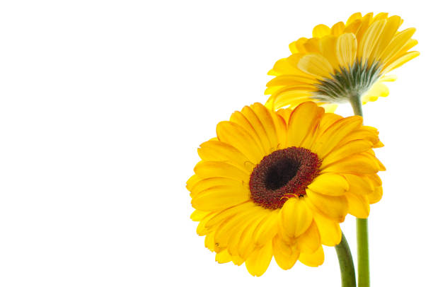 Two yellow flowers isolated on left side of picture yellow flowers on a white background  gerbera stock pictures, royalty-free photos & images