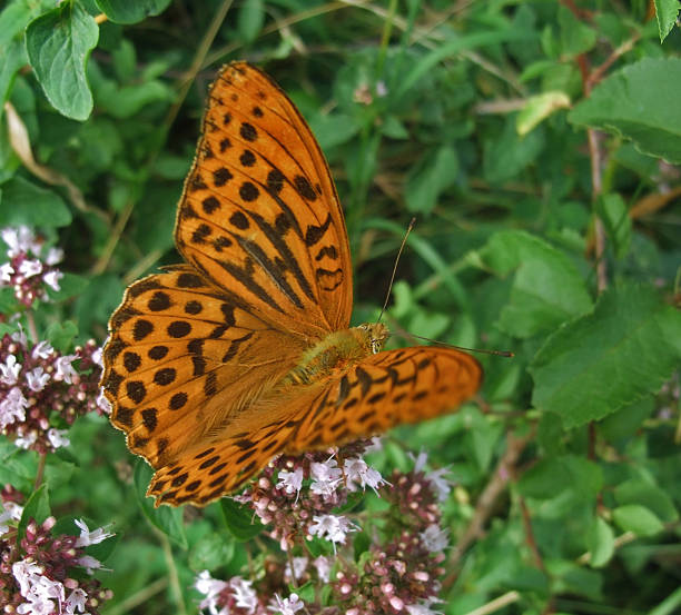 istock Argynnis paphia butterfly in natural back 112274575