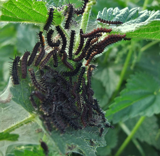 istock caterpillars on stinging nettle plant 112274628
