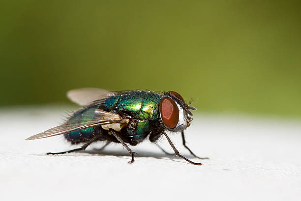 istock A close-up image of a common house fly 112274885