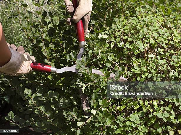 Pruning Closeup Stock Photo - Download Image Now - Color Image, Cutting, Equipment