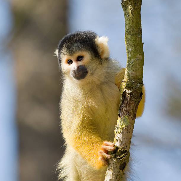 squirrel monkey  saimiri sciureus stock pictures, royalty-free photos & images