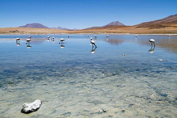 istock Flamingo in Laguna Colorada. 112275576