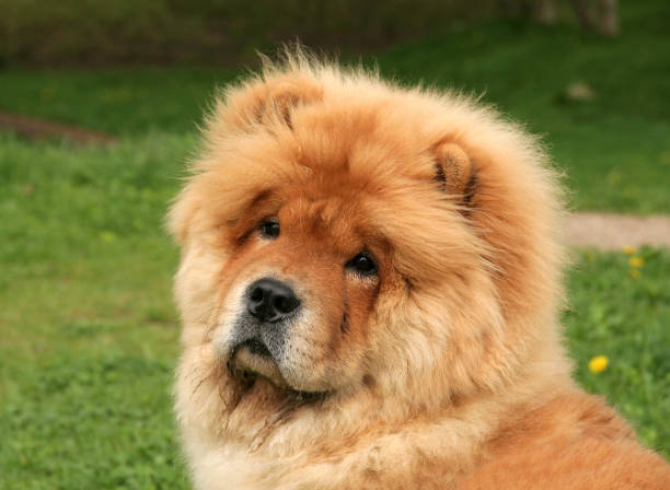 süße chow-chow chow welpen sitzen auf gras - chow stock-fotos und bilder