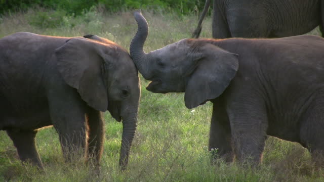 1080i baby elephants playing
