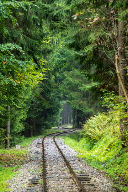 istock wavy log railway tracks in wet green forest with fresh meadows 1124220345