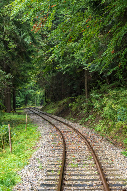 istock wavy log railway tracks in wet green forest with fresh meadows 1124220348
