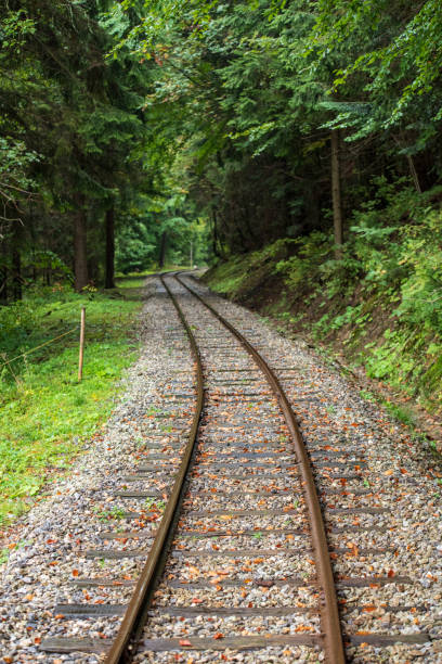 istock wavy log railway tracks in wet green forest with fresh meadows 1124220351