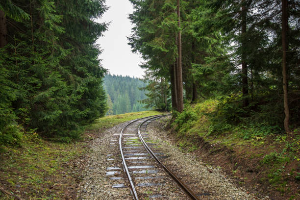 wavy log railway tracks in wet green forest with fresh meadows in slovakia Orava
