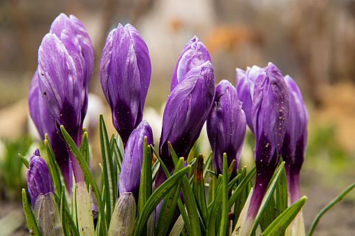 Close-up of purple crocus flowers on field