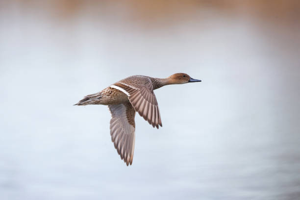istock female northern pintail 1124222399