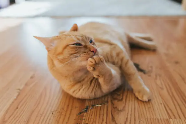 Cat enjoying a catnip