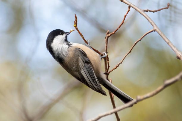 istock black-capped chickadee,  Poecile atricapillus 1124223640