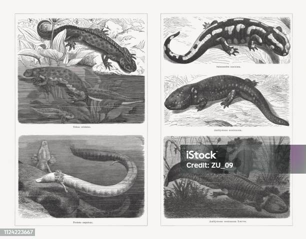 Salamanders Wood Engravings Published In 1897 Stock Illustration - Download Image Now