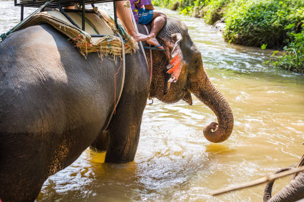 istock Beautiful day in green jungle in Thailand 1124223696