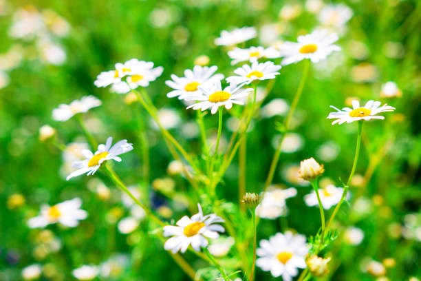 istock Health herbs and daisy flowers on fresh spring meadow. Spring background. 1124223758
