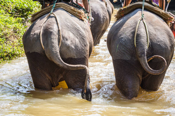 istock Beautiful day in green jungle in Thailand 1124223883