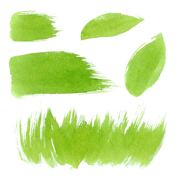 Vector green watercolor natural, organic, bio, eco labels and shapes, strokes, grass, leaves on white background. Hand drawn stains set. Vector green watercolor natural, organic, bio, eco labels and shapes, strokes, grass on white background. Hand drawn stains set. vector illustration and painting spring grass stock illustrations