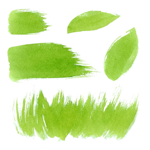 Vector green watercolor natural, organic, bio, eco labels and shapes, strokes, grass, leaves on white background. Hand drawn stains set. Vector green watercolor natural, organic, bio, eco labels and shapes, strokes, grass on white background. Hand drawn stains set. watercolor nature stock illustrations