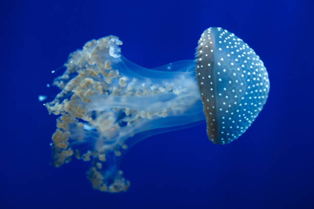 meduza z białymi plamami (phyllorhiza punctata) - white spotted jellyfish obrazy zdjęcia i obrazy z banku zdjęć