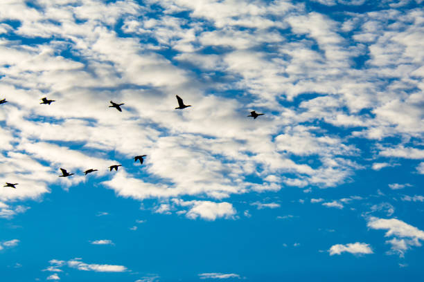 istock Cormorants Follow the Leader 1124225808