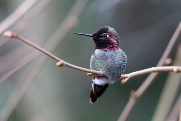 istock Male Annas Hummingbird 1124225973