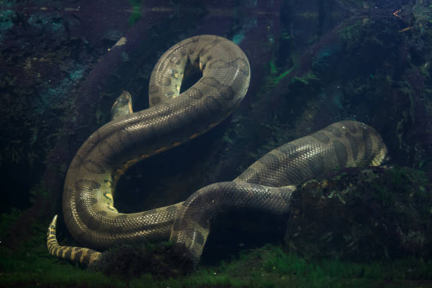 Green anaconda (Eunectes murinus). Green anaconda (Eunectes murinus). Wild life animal. anaconda snake stock pictures, royalty-free photos & images