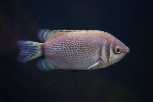 istock Kissing gourami (Helostoma temminckii) 1124226062