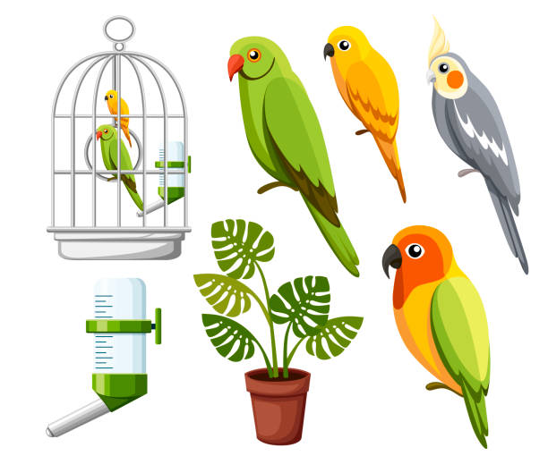 一組鸚鵡。與鳥類、飲水者和花盆一起的籠。卡通風格的圖示。在白色背景查出的平的向量例證 - 鳥籠 幅插畫檔、美工圖案、卡通及圖標