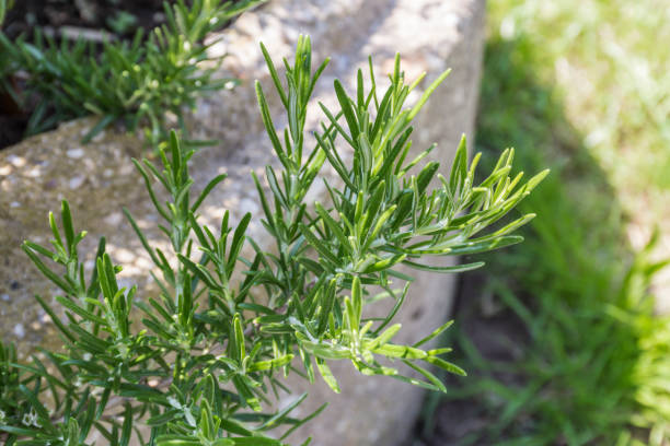 ハーブ ガーデン ・ ローズマリー - rosemary herb isolated ingredient ストックフォトと画像