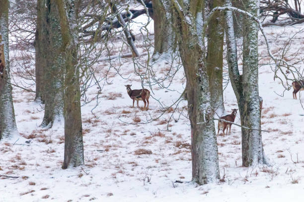 istock Herd of mouflons (ovis musimon) Snow Forest Winter 1124229923