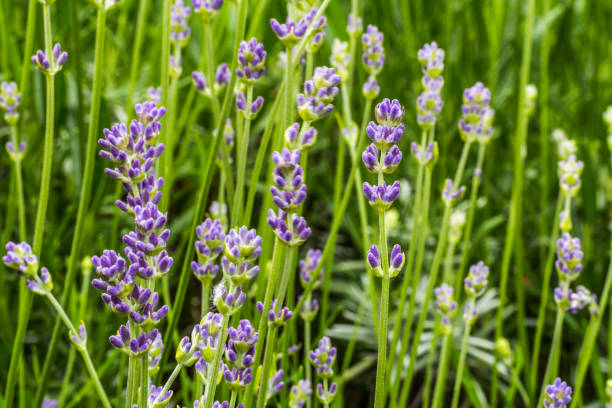 istock Lavender blossom in garden 1124230186