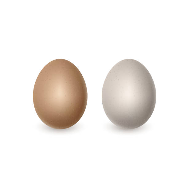 illustrazioni stock, clip art, cartoni animati e icone di tendenza di due uova bianche e marroni realistiche vettoriali. uova di gallina isolate su bianco - white background brown animal egg ellipse