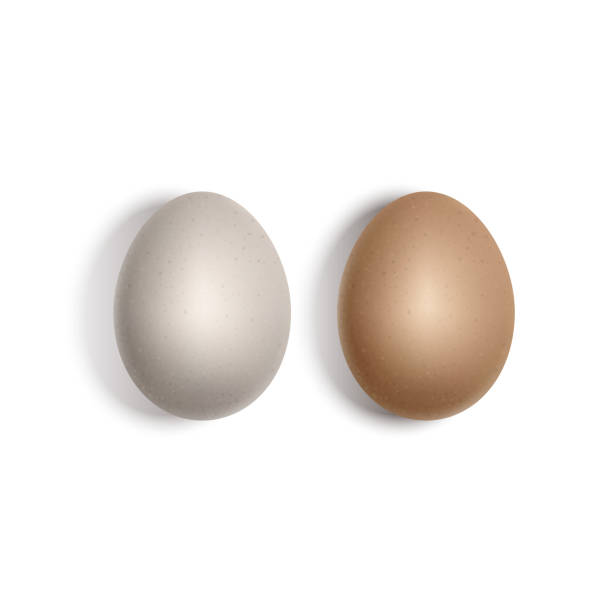 두 벡터 현실적인 흰색과 갈색 달걀. 계란 흰색 절연 - white background brown animal egg ellipse stock illustrations