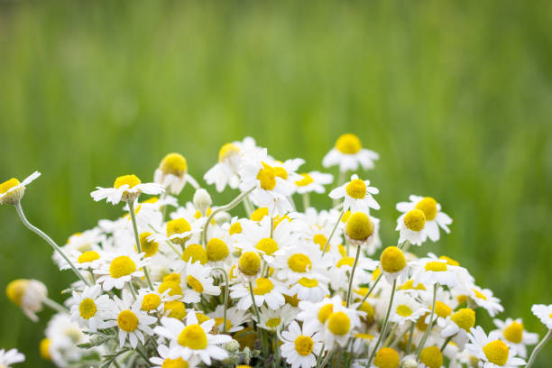 bouquet of field daisies, closeup, - blue chamomile imagens e fotografias de stock