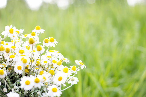 bouquet of field daisies, closeup, natural background