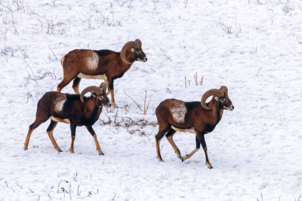istock Mouflons in Winter Wild nature (ovis musimon) 1124231730