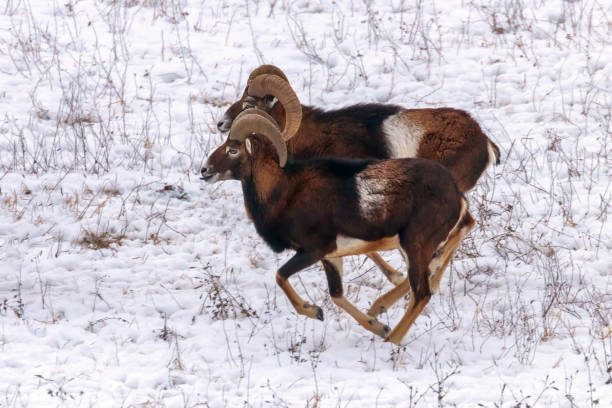 istock Mouflons in Winter Wild nature (ovis musimon) 1124233350