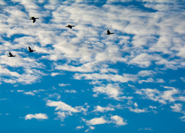 istock Cormorants Winging Seaward 1124234028