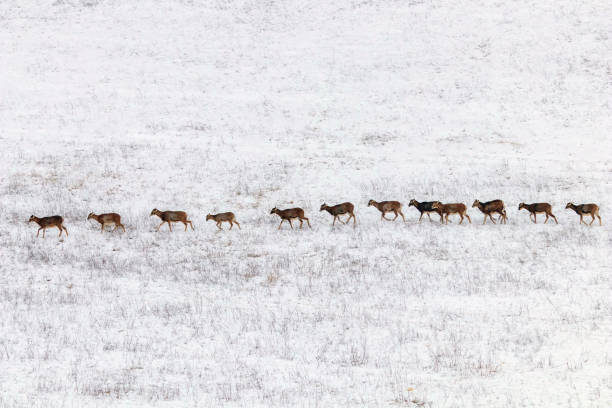istock Mouflons in Winter Wild nature (ovis musimon) 1124234059