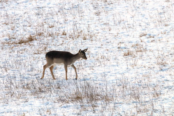 istock Fallow deer female snow winter (Dama Dama) 1124235460