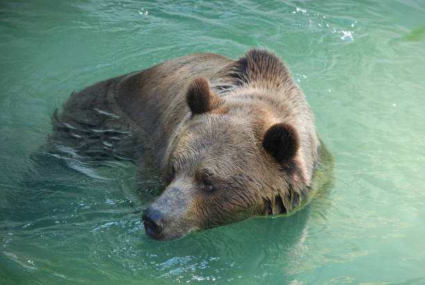 istock A Brown Bear (Ursus arctos) in the Bear Pit, Bern, Switzerland 1124235566