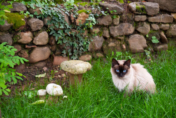 istock Young Siamese Cat on grass in front of an old wall 1124235648