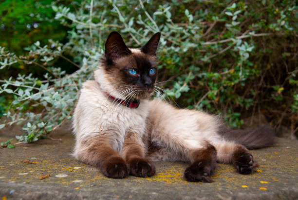 istock Siamese cat with intense blue eyes resting 1124235677