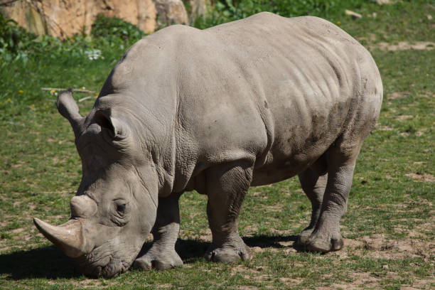 istock Southern white rhinoceros (Ceratotherium simum). 1124237044
